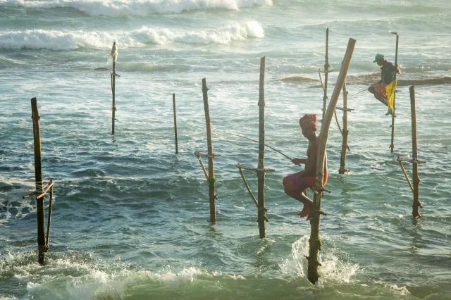 Traditional stilt fishermen fishing off wooden poles near Koggala
