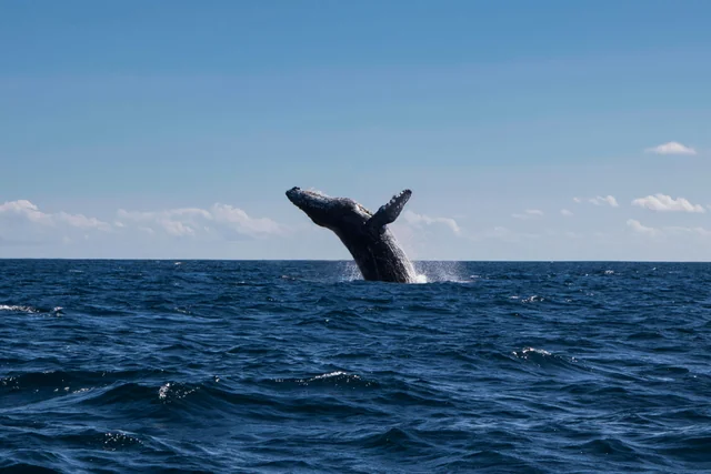 Humpback whale breaching off Mirissa during a whale-watching tour